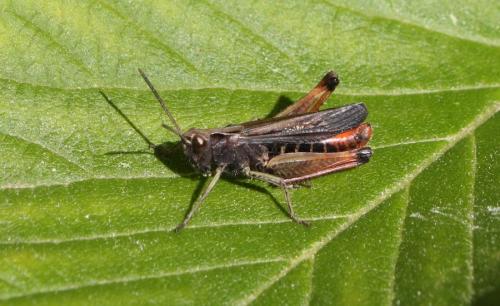 Réf. 217 381 : Omocestus rufipes